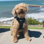 Best Pet Supplies - All Weather Mesh / Plush, Reflective, No Pull Harness for Small, Medium Dogs, Cats - Secure with Hook & Loop Fastener, Buckle, Double D-Rings - Black/Black Trim, XS