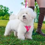Hipubby Dog Harness and Leash Set, No Pull Soft Mesh Puppy Harness for Small Medium Dogs, Cats - Step in Reflective Breathable Lightweight Vest Harness for Walking, Training - Rose Red, L