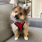 Best Pet Supplies - All Weather Mesh / Plush, Reflective, No Pull Harness for Small, Medium Dogs, Cats - Secure with Hook & Loop Fastener, Buckle, Double D-Rings - Red/Black Trim, S