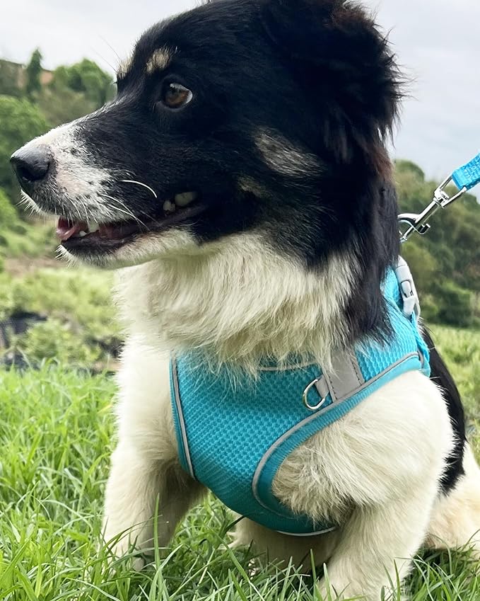Dog Harness for Small Medium Sized Dog, Step in Puppy Harness and Leash Set Training Walking (Blue, XS)