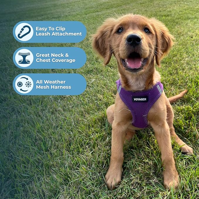 Best Pet Supplies Voyager Step-in Air All Weather Mesh Harness and Reflective Dog 5 ft Leash Combo with Neoprene Handle, for Small, Medium and Large Breed Puppies - Set (Purple), L