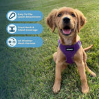 Best Pet Supplies Voyager Step-in Air All Weather Mesh Harness and Reflective Dog 5 ft Leash Combo with Neoprene Handle, for Small, Medium and Large Breed Puppies - Set (Purple), S