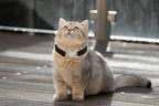 Heart Bling Cat Collar with Safety Belt and Bell Adjustable 8-10 inches for Kitten Cats (Black)