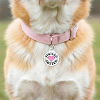 Bad Tags Personalized Dog and Cat ID Tags in 25+ Designs and 2 Sizes - 5 Lines of Custom Engraved Text - Funny Cute Personalized Pet Tags (Spoiled Rotten, Large (1.25 inch))