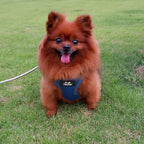 TwoEar Dog Vest Harness Reflective, No-Pull Pet Harness Easy Control with Breathable Mesh, Soft Puppy Step-in Harness No-Choke for Outdoor Walking, Training for Small Dogs, Cats(XS, Blue)