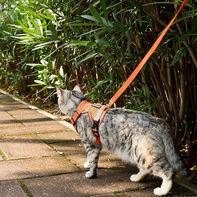 Cat Harness and Leash Escape Proof Extra Large Kitten Harness Maine Coon Cat Vest for Walking Travel, Orange, XL