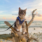 Travel Cat Harness and Leash Set - Adjustable Fit Mesh Cat Harness and Reflective Strap - Comfort Walking Vest for Kitten for Outdoor Walking, Hiking (Small, Groovy)