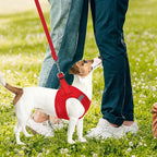 PUPTECK Adjustable Dog Harness Collar and Leash Set Step in No Pull Pet Harness for Small Medium Dogs Puppy and Cats Outdoor Walking Running, Soft Mesh Padded Reflective Vest Harnesses