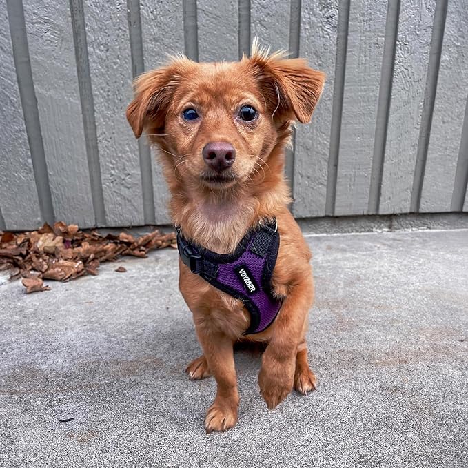 Voyager Step-in Pet Harness - All Weather Mesh, Adjustable Step in Harness for Cats and Dogs by Best Pet Supplies - Purple/Black Trim, L