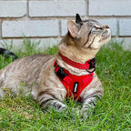 Voyager Escape-Proof Step-in Lock Cat Harness & 5ft Neoprene-Handle Leash Set All-Weather Mesh with Reflective Stitching for Small to Large Cats by Best Pet Supplies, Red, XS