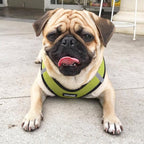 Best Pet Supplies Voyager Step-in Air All Weather Mesh Harness and Reflective Dog 5 ft Leash Combo with Neoprene Handle, for Small, Medium and Large Breed Puppies - Lime/Black Trim, XX-Small