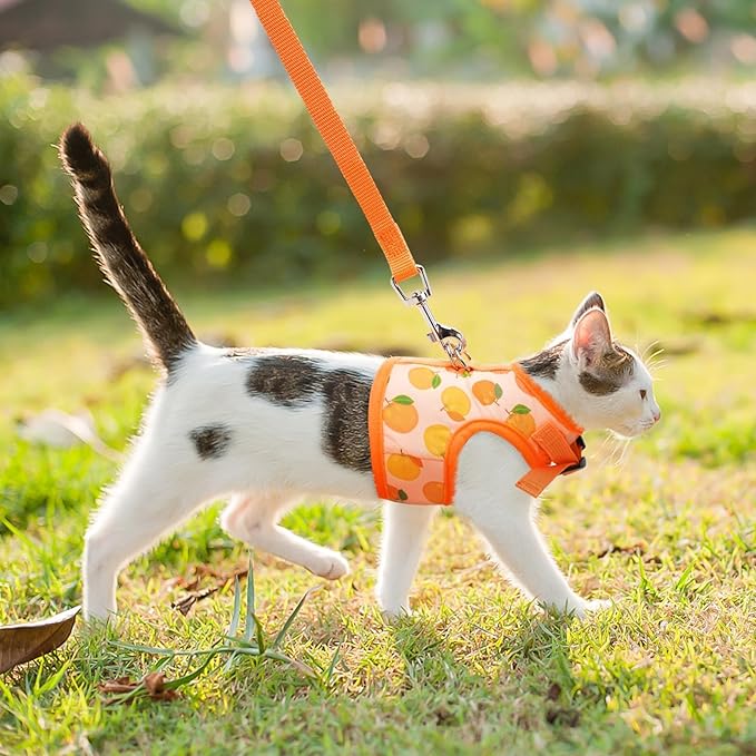 BINGPET Cat Harness with Leash Escape Proof - Fashionable Mesh Cat Dog Walking Harness Leads, Adjustable for Kitties Puppies Small Animals,Orange,M
