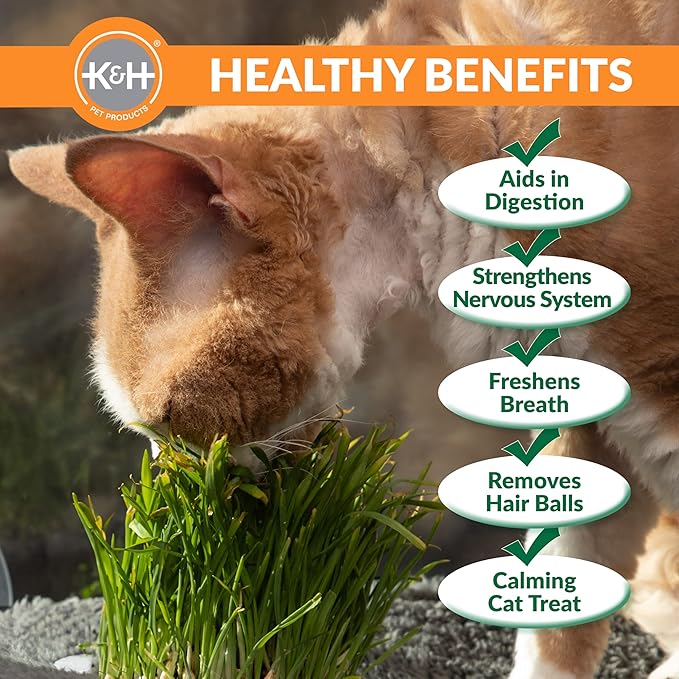 K&H Pet Products Window Lounger with Oat Grass, Cat Window Perch for Large Cats, Farmed in USA, Non-GMO Grass Kit, Sturdy Kitty Sill Window Hammock Bed, Steel Frame, Sturdy Suction Cups - 23 X 12in