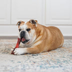 Nylabone Textured Bone Power Chew Toy for Dogs, Durable & Tough Dog Toys for Aggressive Chewers, Beef Jerky Flavor, X-Large Dogs - Over 50 Ibs, 1 Count