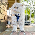Voyager Escape-Proof Step-in Lock Cat Harness & 5ft Neoprene-Handle Leash Set All-Weather Mesh with Reflective Stitching for Small to Large Cats by Best Pet Supplies, Royal Blue/Black Trim, XS