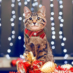 ADOGGYGO Christmas Cat Collars Breakaway with Bow Bell, 2 Pack Stylish Red Green Plaid Xmas Kitten Collar with Removable Shirt Collar, Plaid Christmas Collars for Cats Kittens