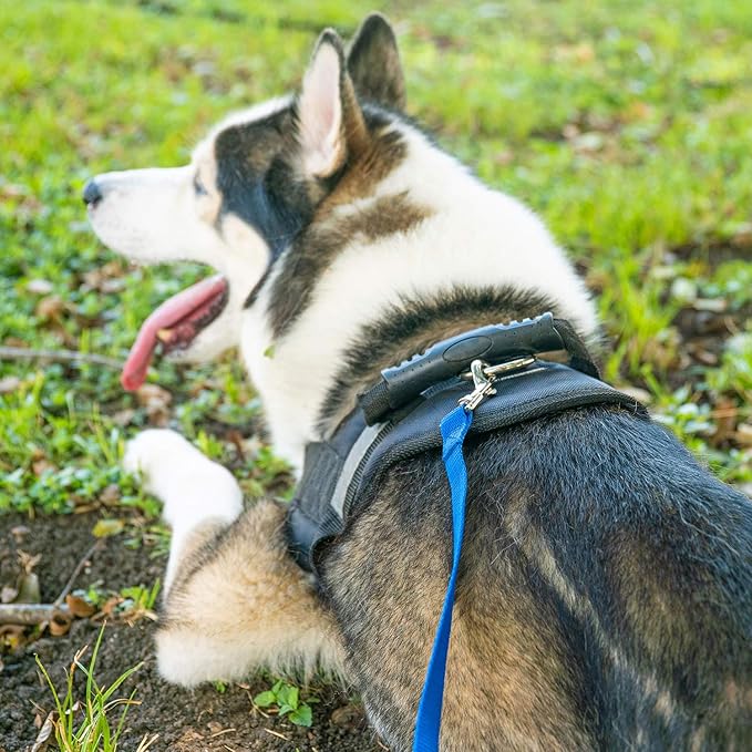 Hi Kiss Dog/Puppy Obedience Recall Training Agility Lead - 15ft 20ft 30ft 50ft 100ft Training Leash - Great for Training, Play, Camping, or Backyard Blue 100 Feet