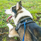 Hi Kiss Dog/Puppy Obedience Recall Training Agility Lead - 15ft 20ft 30ft 50ft 100ft Training Leash - Great for Training, Play, Camping, or Backyard Blue 100 Feet