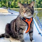 Voyager Escape-Proof Step-in Lock Cat Harness & 5ft Neoprene-Handle Leash Set All-Weather Mesh with Reflective Stitching for Small to Large Cats by Best Pet Supplies, Orange/Black Trim, XXXS