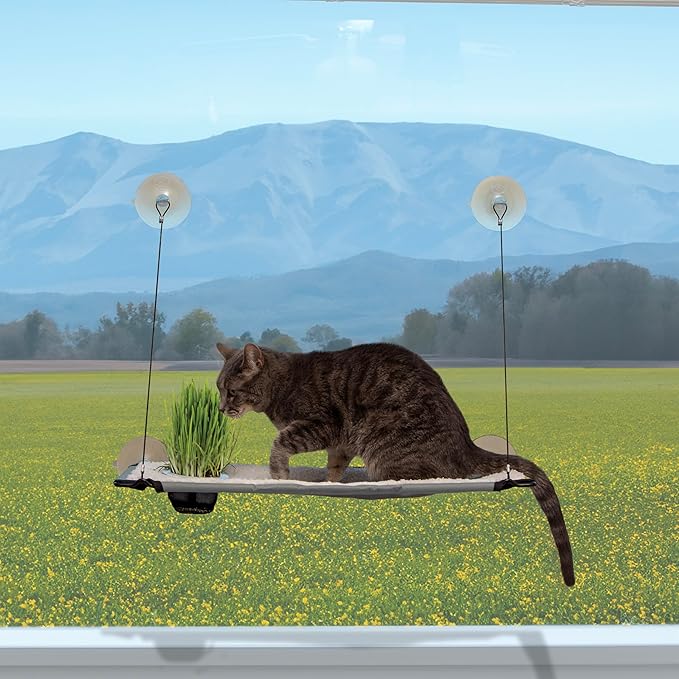 K&H Pet Products Window Lounger with Oat Grass, Cat Window Perch for Large Cats, Farmed in USA, Non-GMO Grass Kit, Sturdy Kitty Sill Window Hammock Bed, Steel Frame, Sturdy Suction Cups - 23 X 12in