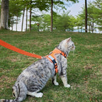 Cat Harness and Leash Escape Proof Extra Large Kitten Harness Maine Coon Cat Vest for Walking Travel, Orange, XXL