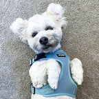 Voyager Step-in Pet Harness - All Weather Mesh, Adjustable Step in Harness for Cats and Dogs by Best Pet Supplies - Baby Blue, S