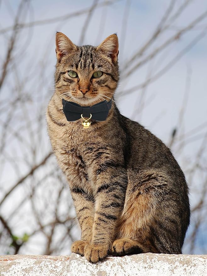 2 Pack Soft Corduroy Cat Collars with Bow Tie & Bell, Adjustable Breakaway Cotton Kitty Bowtie Collar for Boy Male Cats(Black & Green)