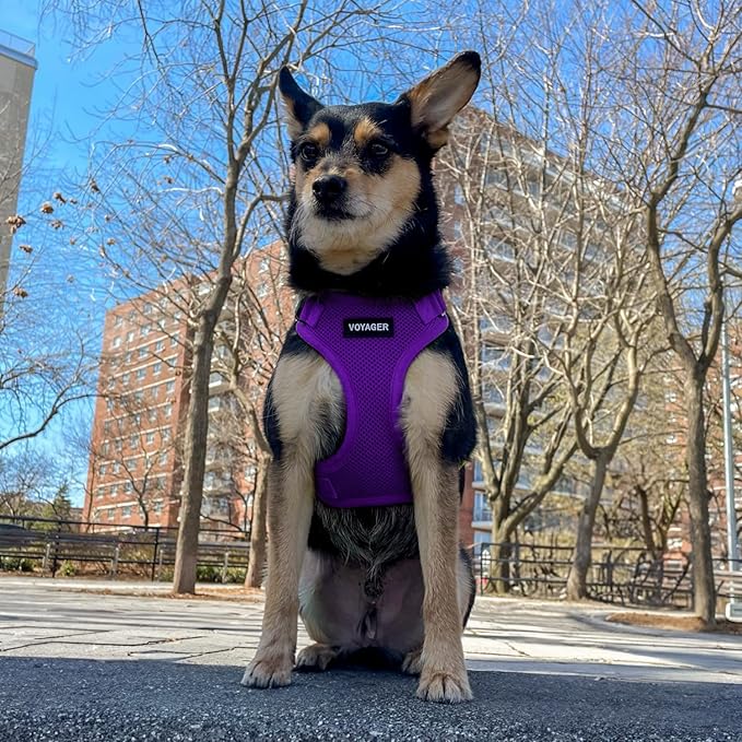 Voyager Step-in Pet Harness - All Weather Mesh, Adjustable Step in Harness for Cats and Dogs by Best Pet Supplies - Purple, S
