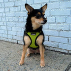 Voyager Step-in Pet Harness - All Weather Mesh, Adjustable Step in Harness for Cats and Dogs by Best Pet Supplies - Lime Green/Black Trim, XS