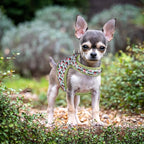 Mile High Life Dog Harness, Air Mesh Floral Vest Harness for 20 lbs Small Dogs & Cats, Easy Get on Adjustable Easy Closures Both Neck and Chest(Wild Rose, XS Chest 14"-16")