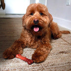Nylabone Textured Bone Power Chew Toy for Dogs, Durable & Tough Dog Toys for Aggressive Chewers, Beef Jerky Flavor, X-Small Dogs - Up to 15 lbs, 1 Count