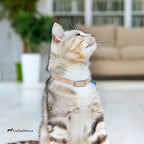 CollarDirect Leather Cat Collar with Removable Bell (Beige, 8-11 Inch)