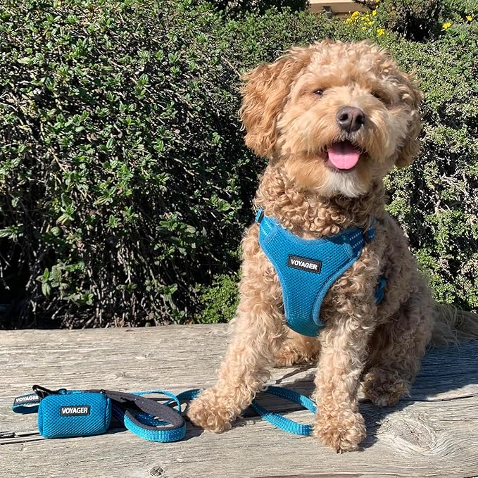 Best Pet Supplies Voyager Reflective Dog Leash or Collar with Neoprene Handle, for Small, Medium, and Large Breed Puppies, Cute and Heavy Duty for Walking, Running and Training - Turquoise Leash, L