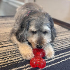 SPOT Play Strong Bone- Durable TPR Long Lasting Dog Chew for Aggressive Chewers, Hole for Treats, Virtually Indestructible Toy for Medium & Large Dogs & Puppies - 6.5 inch
