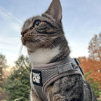Travel Cat Harness and Leash Set - Adjustable Fit Mesh Cat Harness and Reflective Strap - Comfort Walking Vest for Kitten for Outdoor Walking, Hiking (Extra Small, Grey)