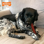 Nylabone Textured Bone Power Chew Toy for Dogs, Durable & Tough Dog Toys for Aggressive Chewers, Basted Blast Bacon and Steak Flavor, Large Dogs - Up to 50 lbs, 1 Count
