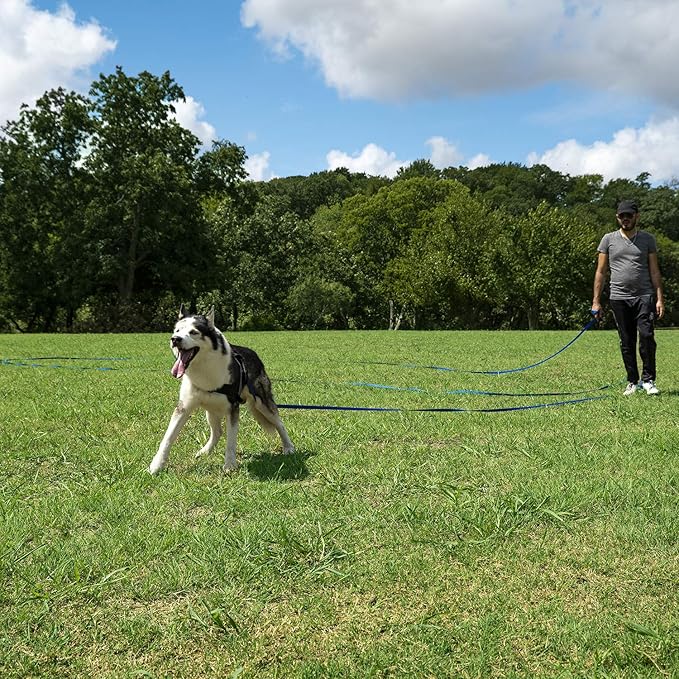 Hi Kiss Dog/Puppy Obedience Recall Training Agility Lead - 15ft 20ft 30ft 50ft 100ft Leash - Great for Training, Play, Camping, or Backyard - Orange 50ft