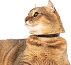 Silicone Cat Collar - Soft, Comfortable, and Lightweight Breakaway Collar with Name Tag Ring for Outdoor Cats and Sensitive Skin Pets by Nuvuq (6 ⅞" to 10 ¼", Black)