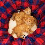 Plaid Tunnel Bed