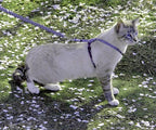 PetSafe Come With Me Kitty Cat Harness & Bungee Leash - Comfortable Cat Harness with Lightweight Bungee Leash for Outdoor Fun - More Secure Walks - Medium - Lilac